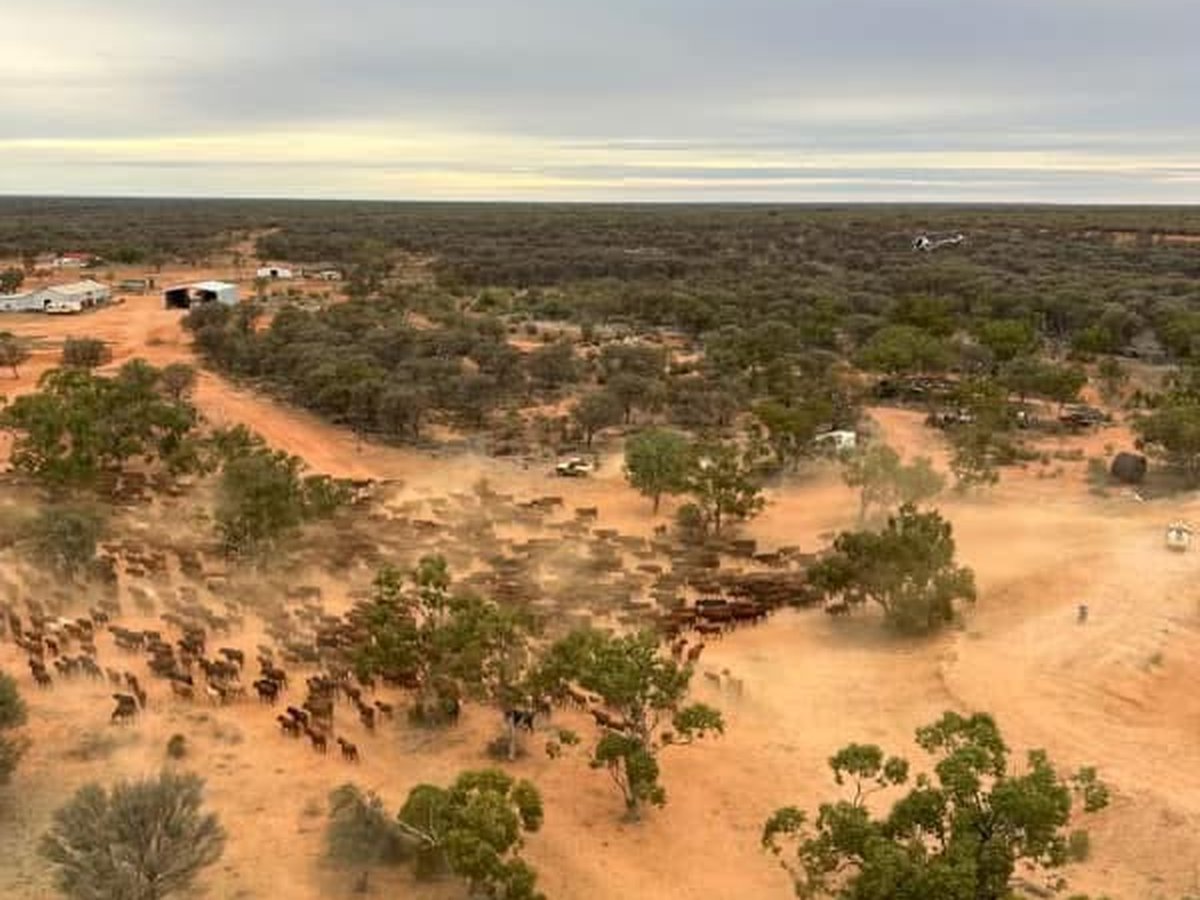A mob being worked toward the yards, seen from the helicopter