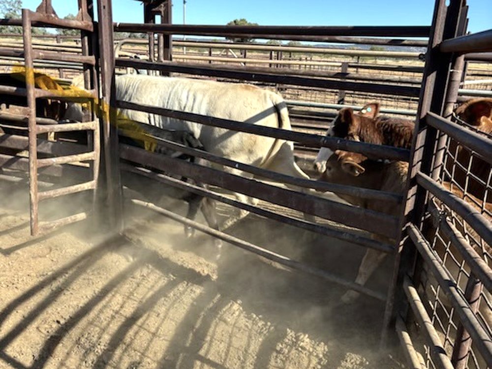 Cattle in the yards at Budgerygar Station