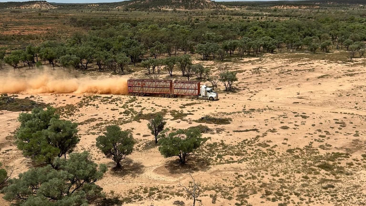 Cattle loaded out by road train from the station