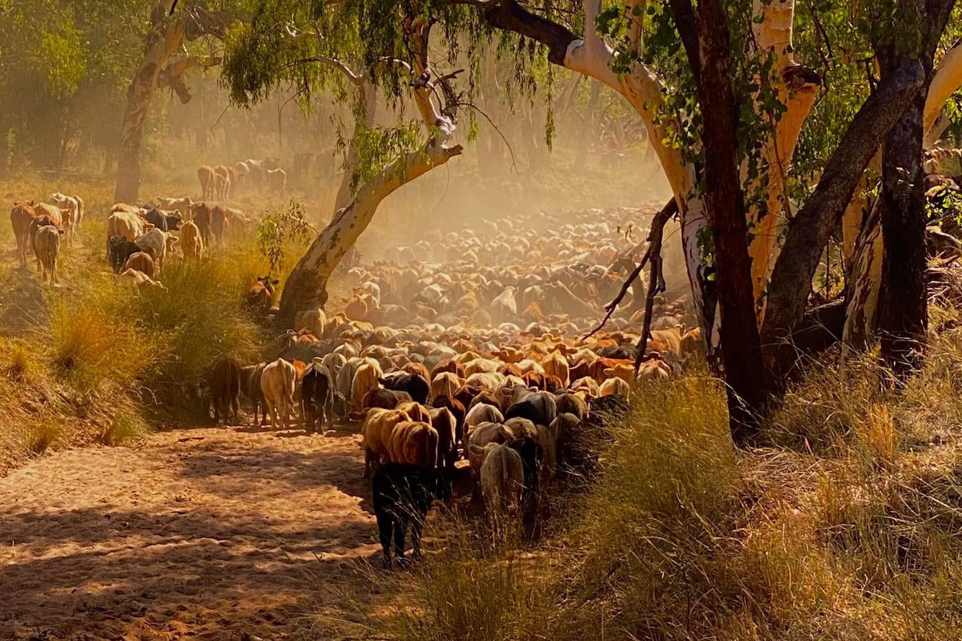Cattle moving through the timber during a muster