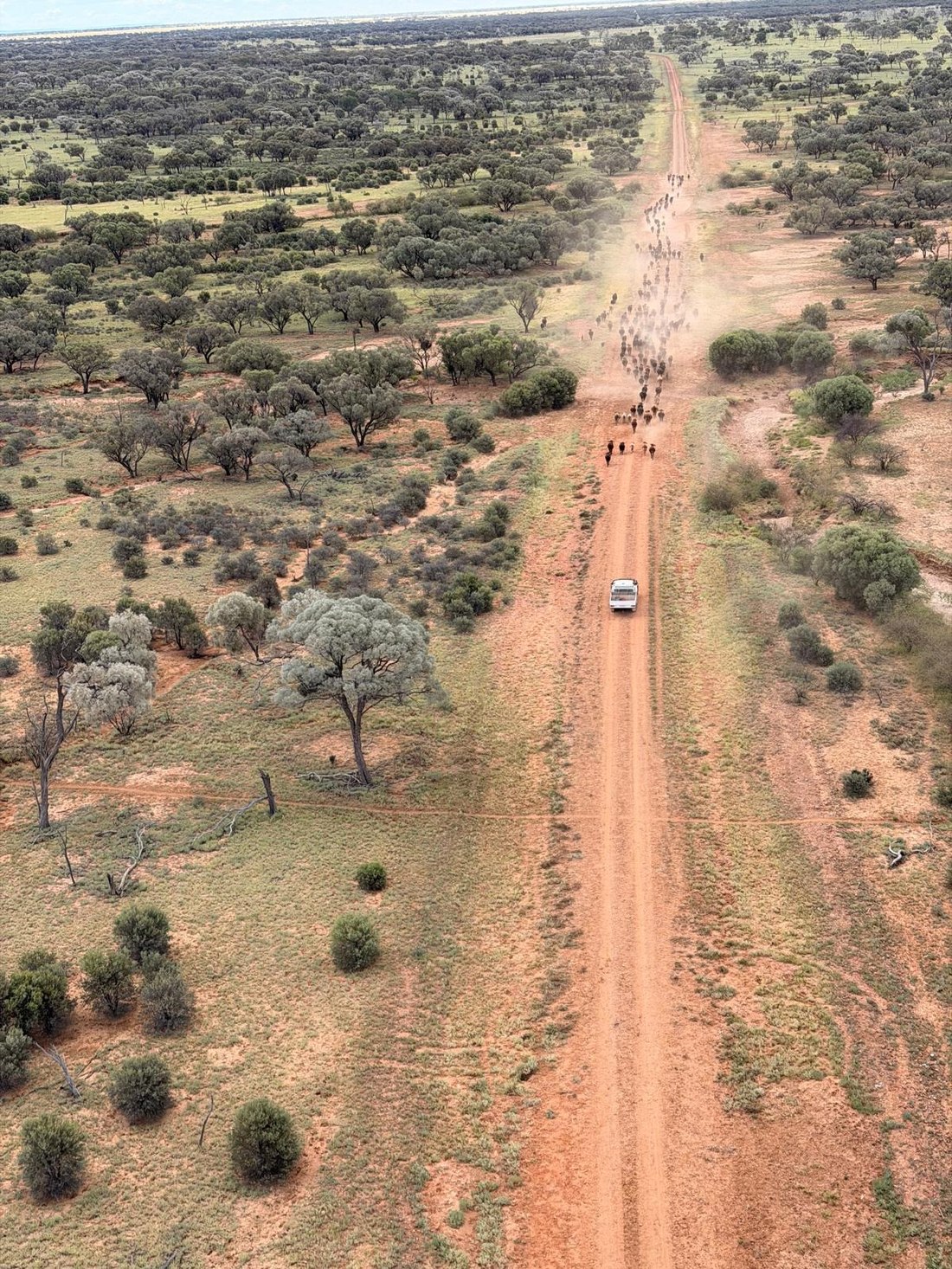 A mob strung out along the road during a muster, seen from the helicopter